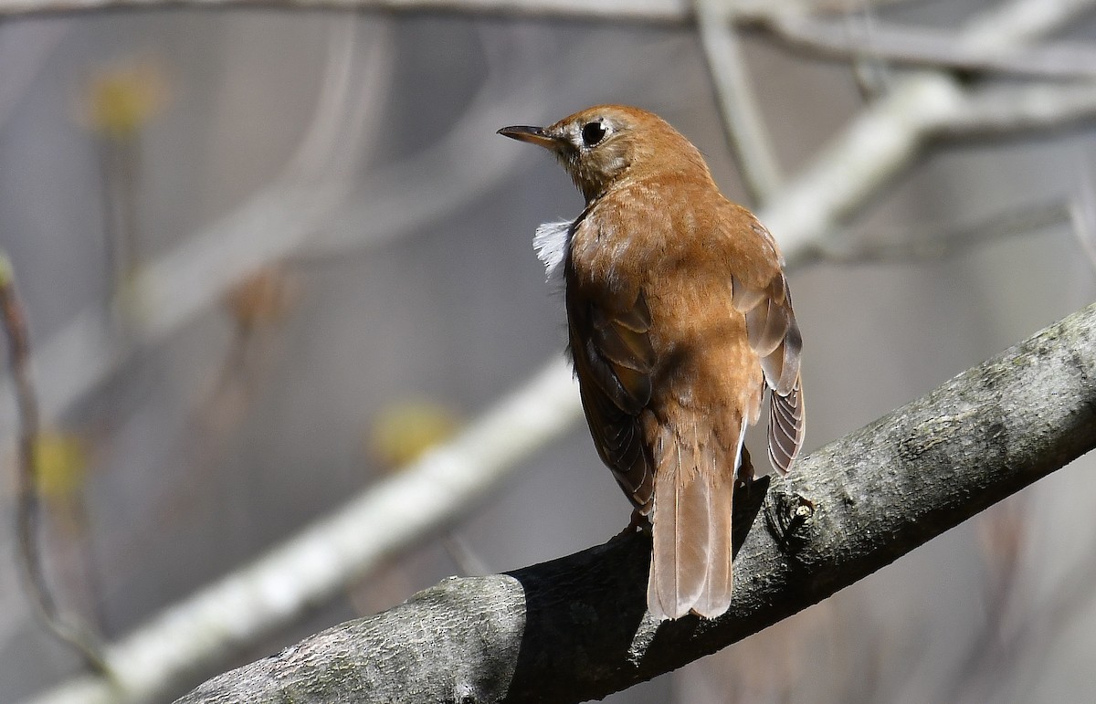 Veery - André Lanouette