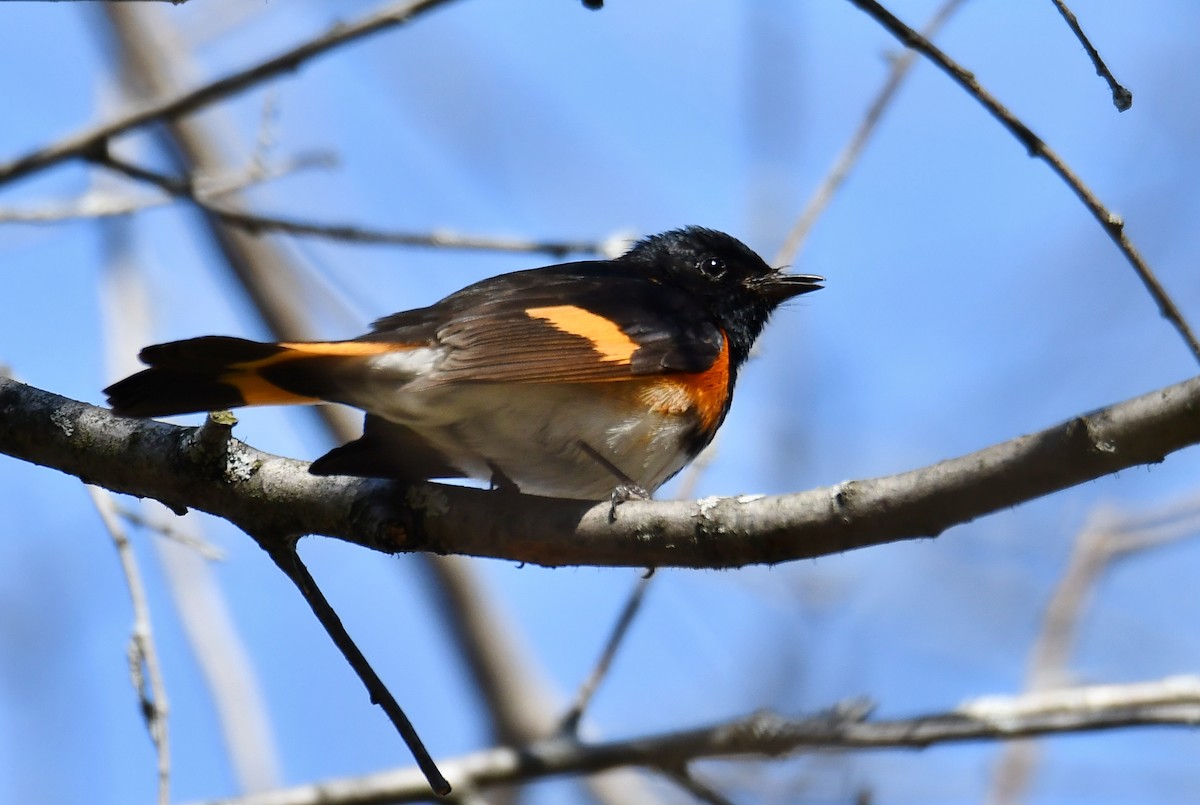 American Redstart - ML99289151