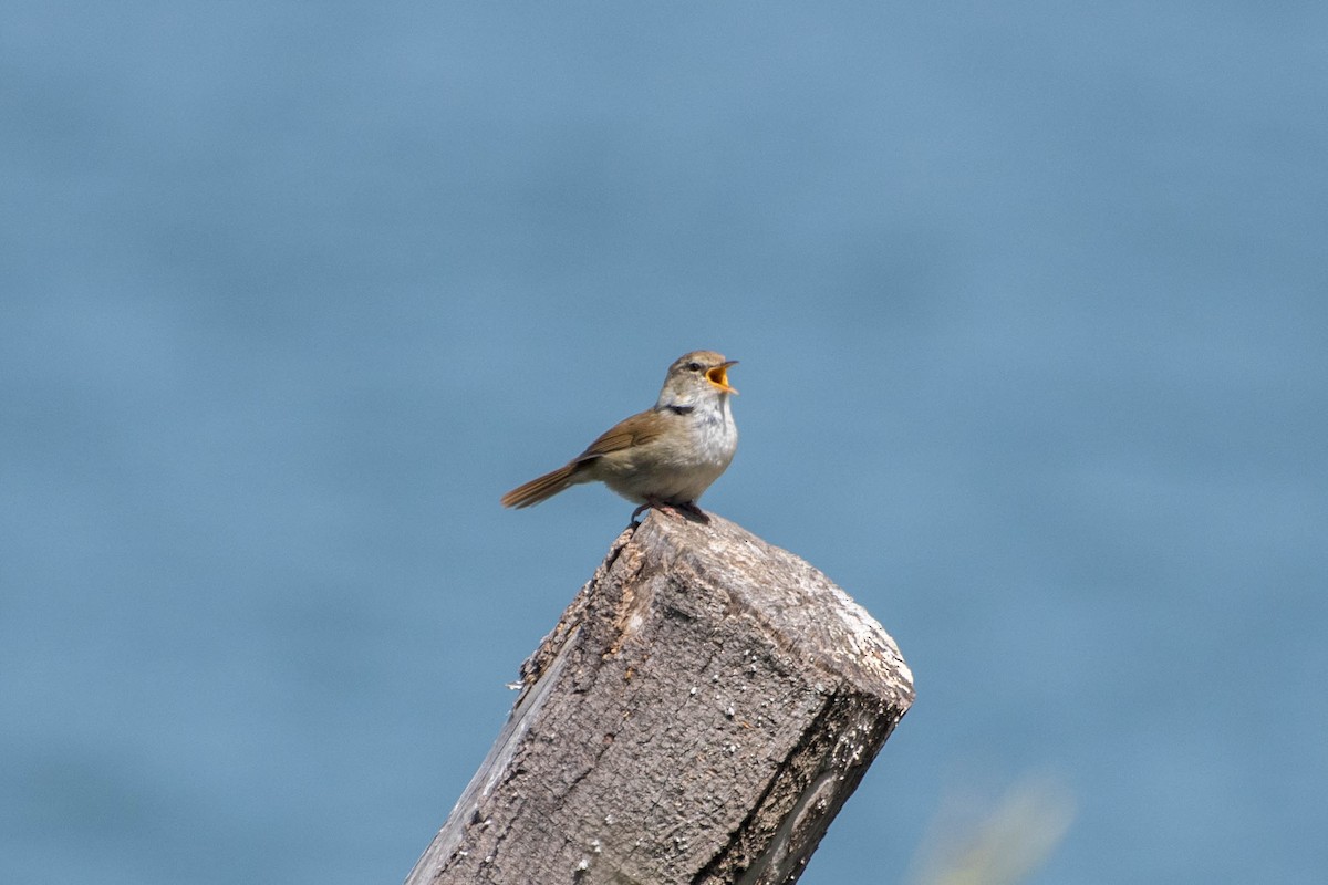 Japanese Bush Warbler - ML99290021