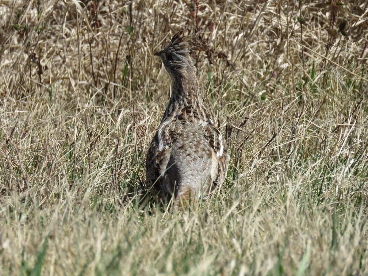 Ruffed Grouse - ML99290721