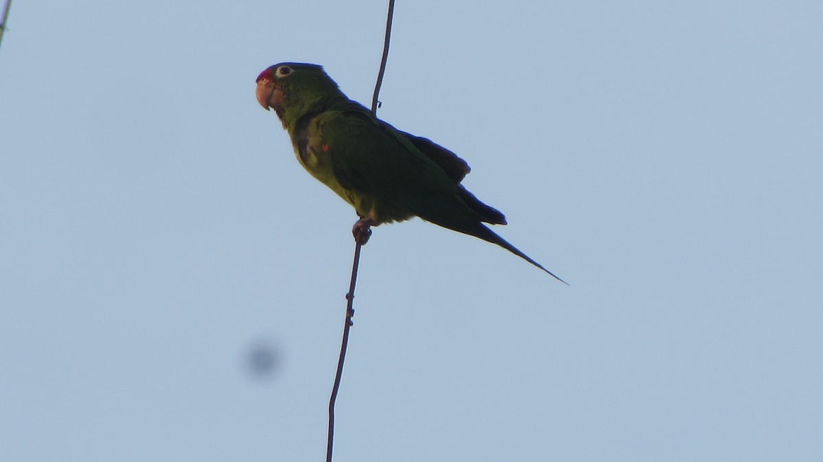 Crimson-fronted Parakeet - ML99291561