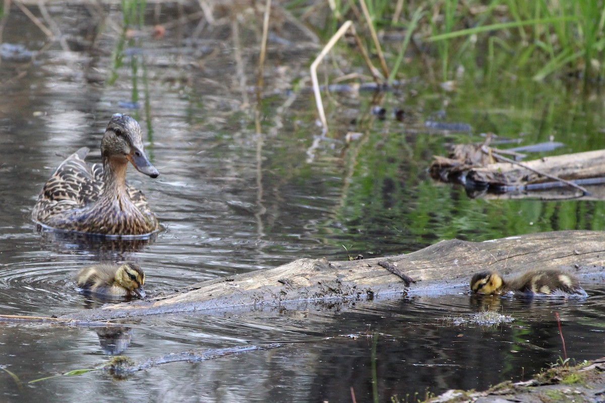 Mallard - ML99291761