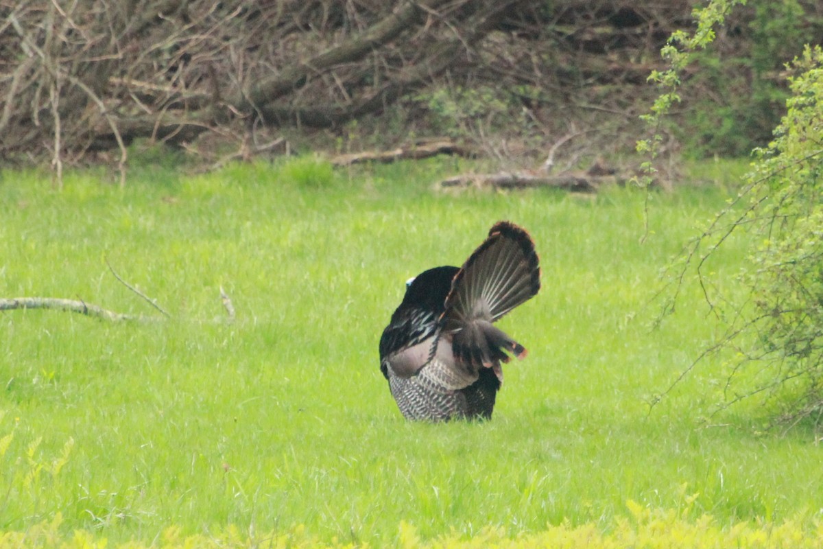 Wild Turkey - Robert Beaumont