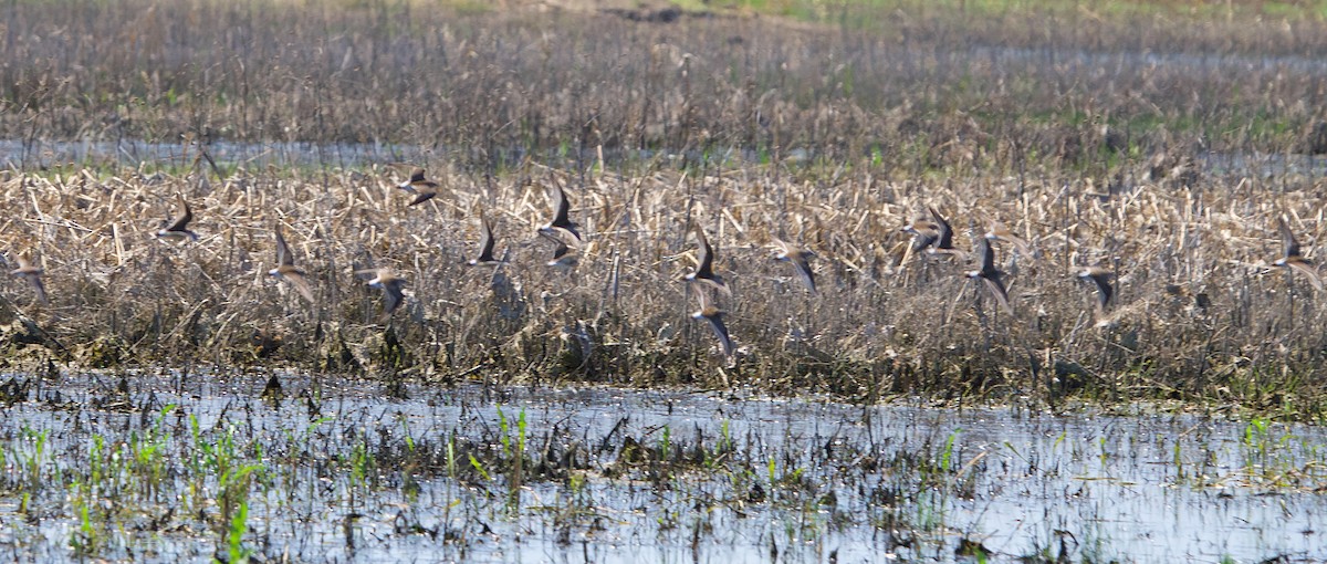 White-rumped Sandpiper - ML99295151