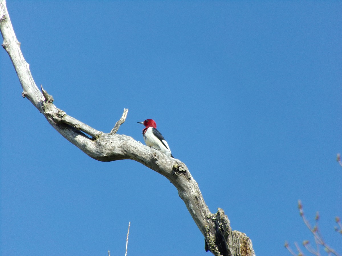 Red-headed Woodpecker - ML99295491