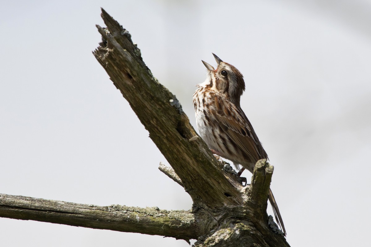 Song Sparrow - ML99295601