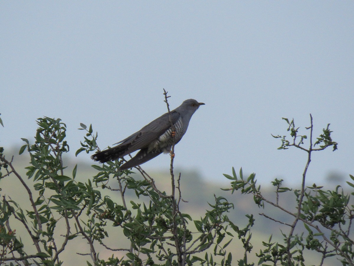 Common Cuckoo - Yury Shashenko