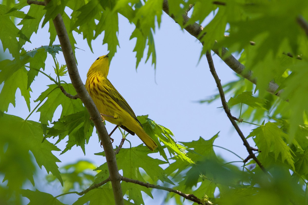 Yellow Warbler - ML99296631