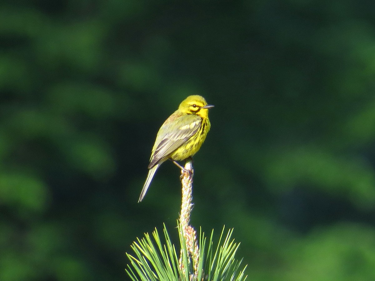 Prairie Warbler - ML99299251