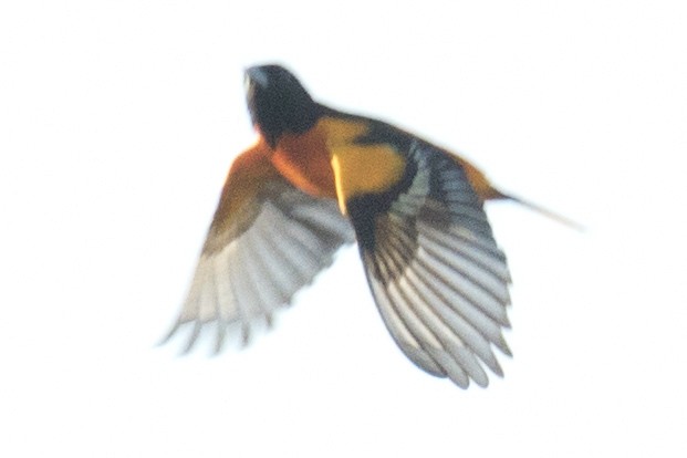 Baltimore Oriole - ML99301281