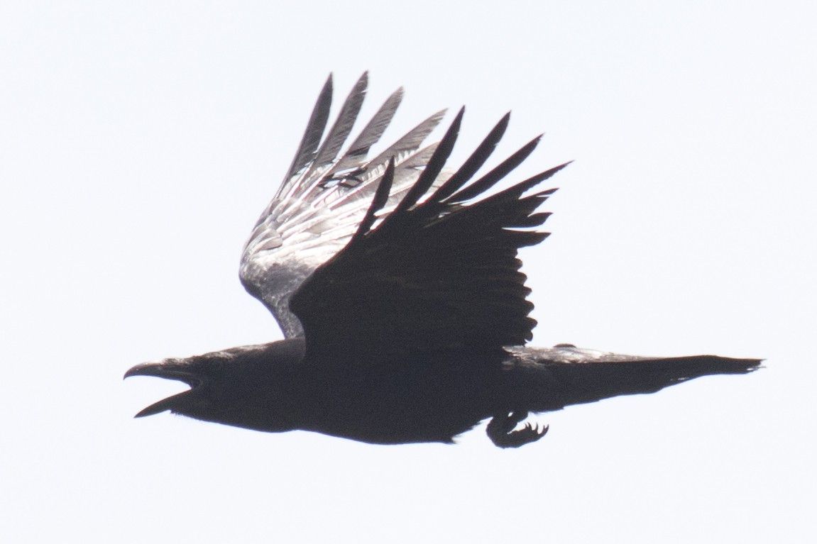 Common Raven - ML99301541