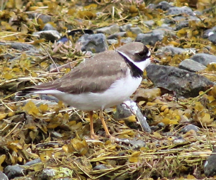 Semipalmated Plover - ML99304771