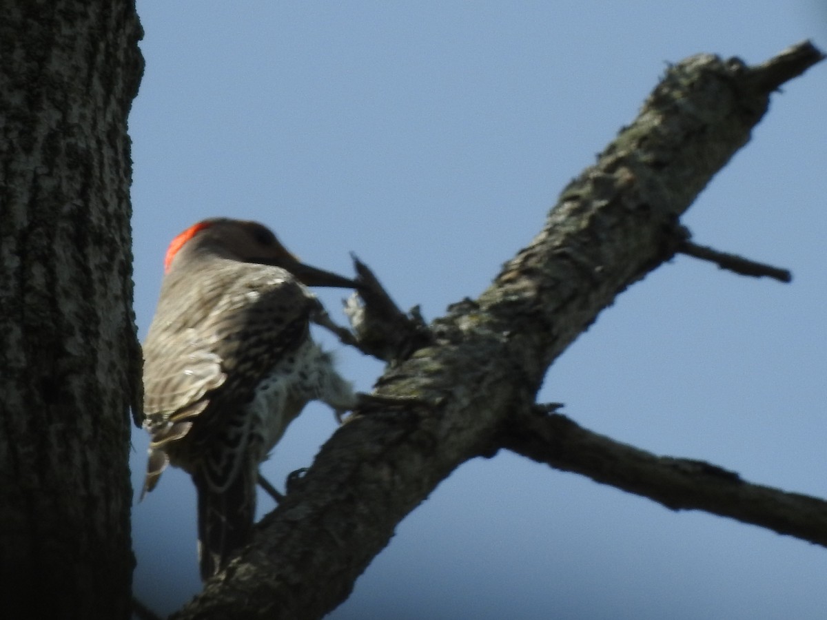 Northern Flicker - ML99306401