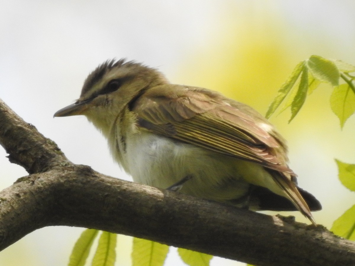 Red-eyed Vireo - ML99306501