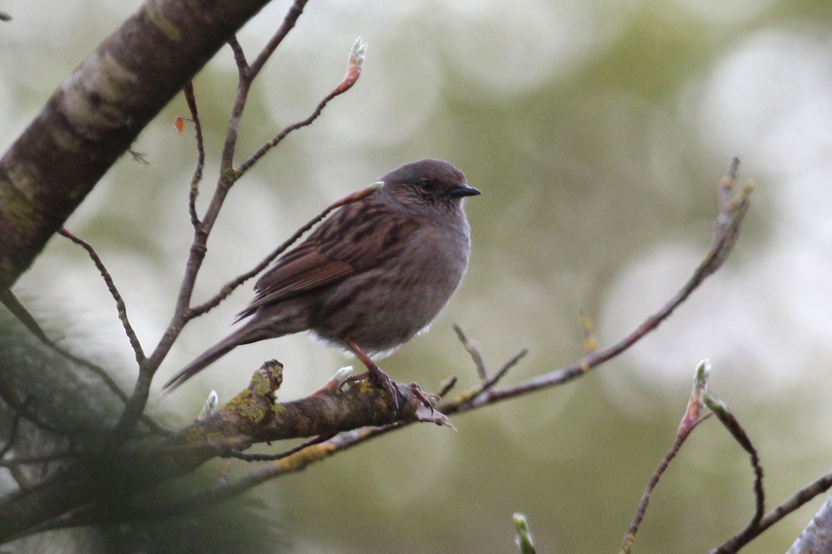 Dunnock - ML99308071