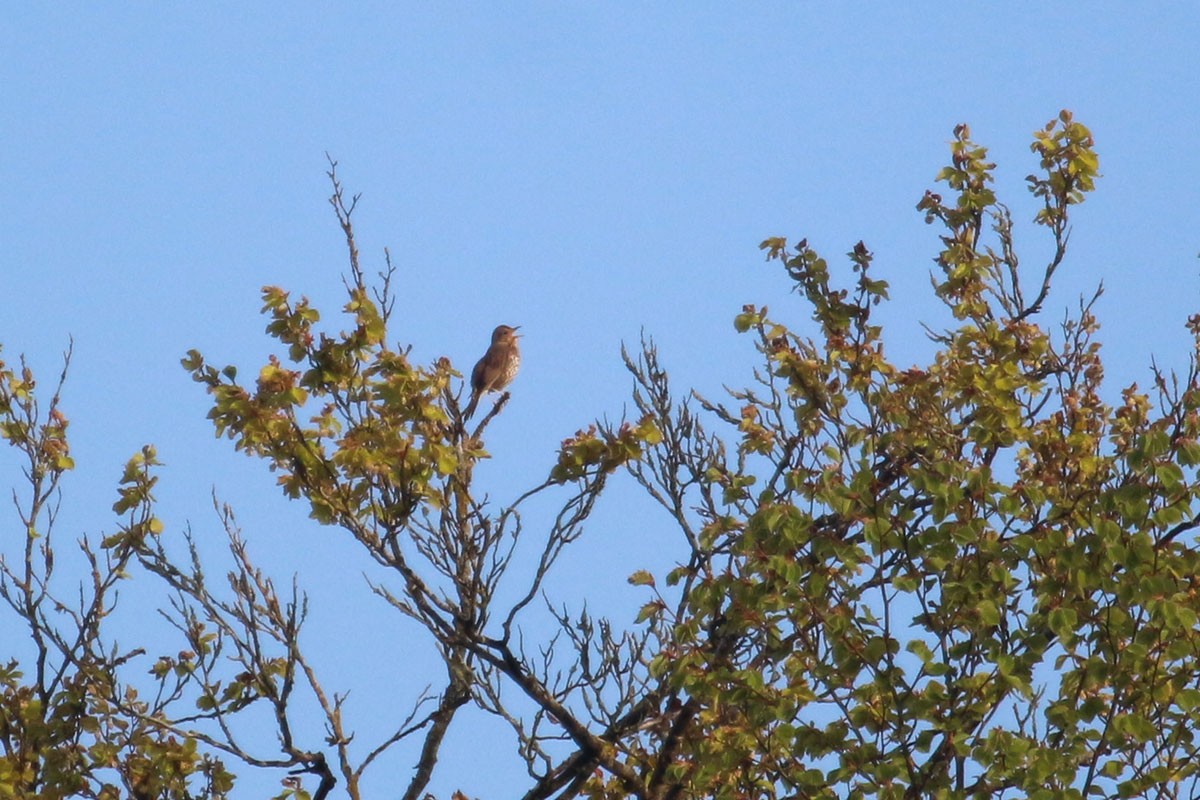 Song Thrush - ML99308301