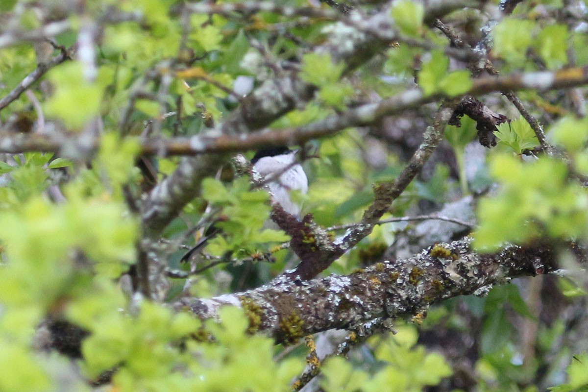 Marsh Tit - ML99308461