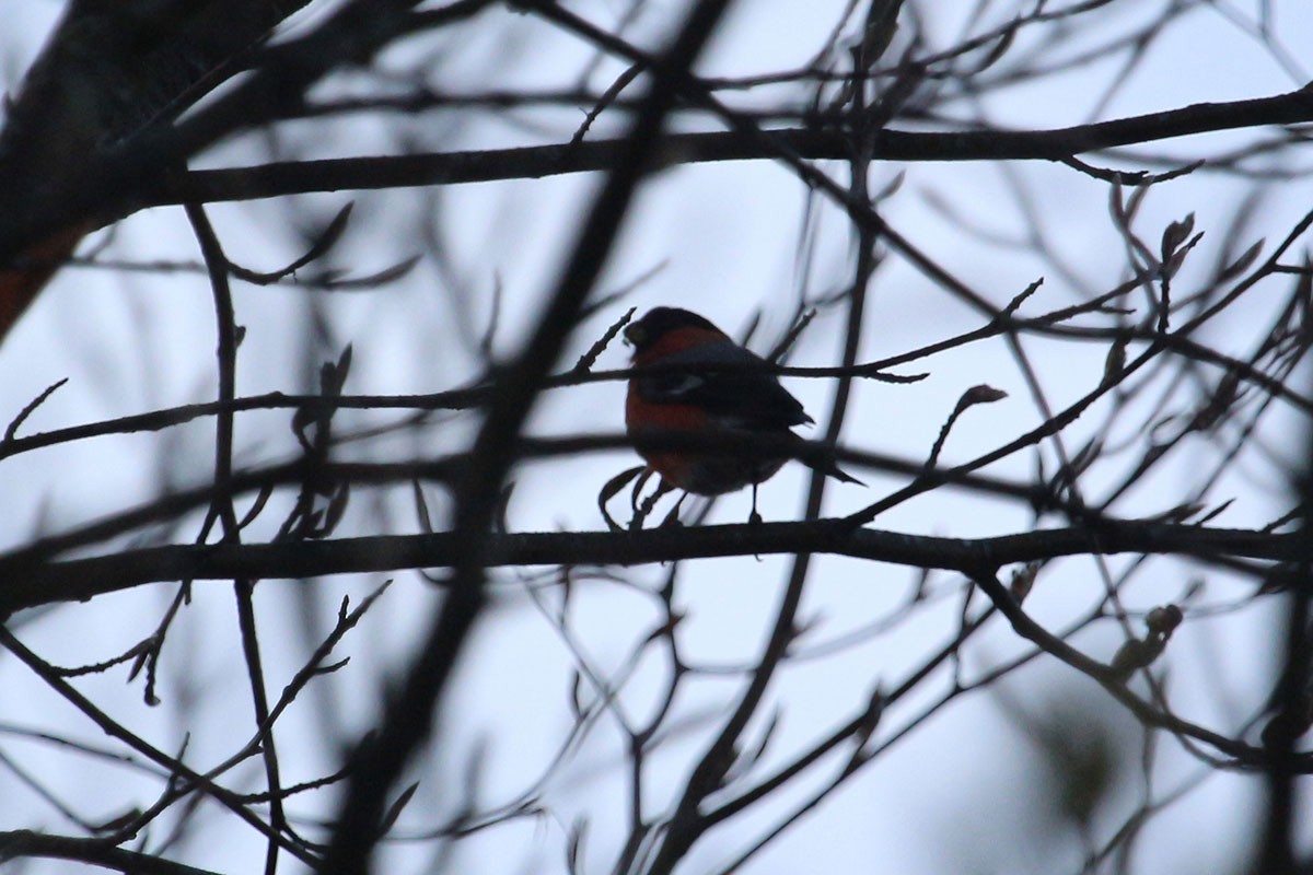 Eurasian Bullfinch - ML99308561