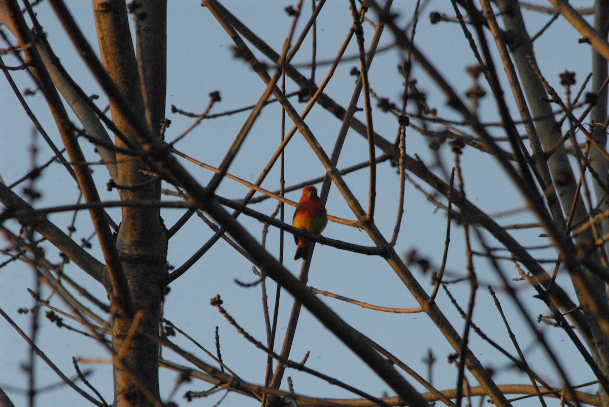 Summer Tanager - ML99309131