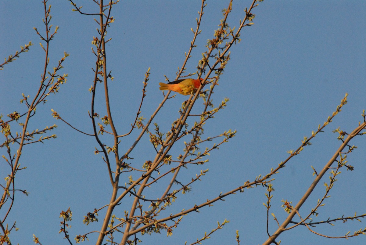 Summer Tanager - ML99309461