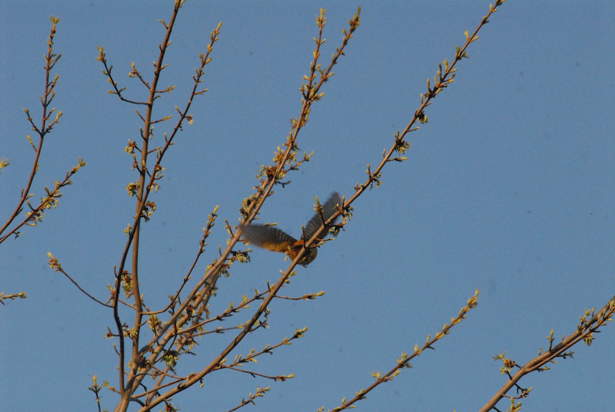 Summer Tanager - ML99309541