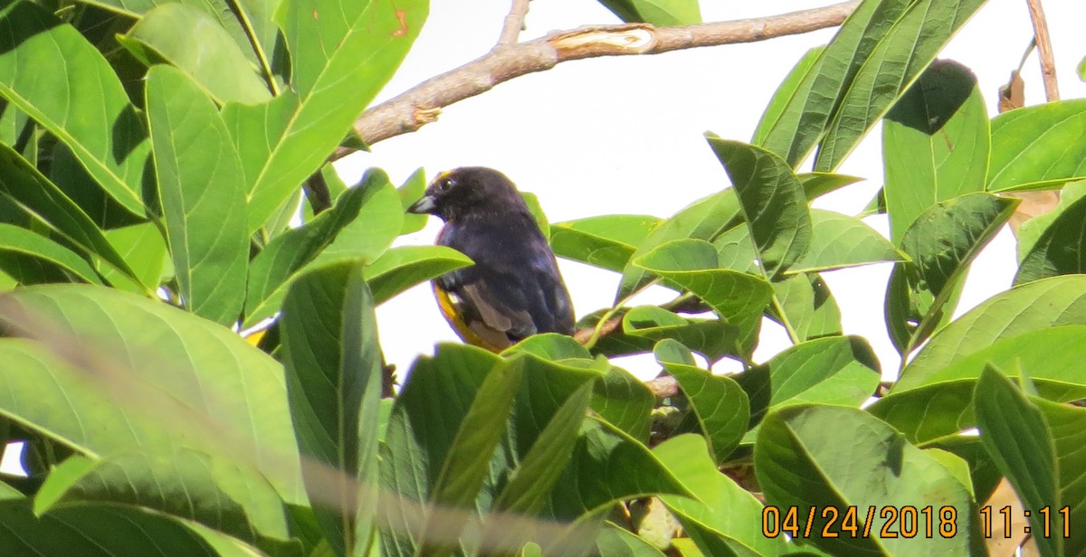 Purple-throated Euphonia - ML99310571