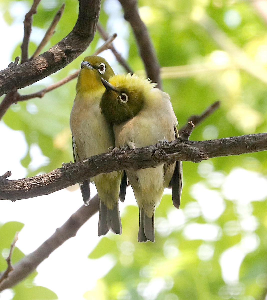 Warbling White-eye - ML99312661