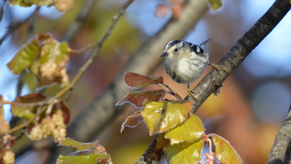 Black-and-white Warbler - Michael Mulqueen
