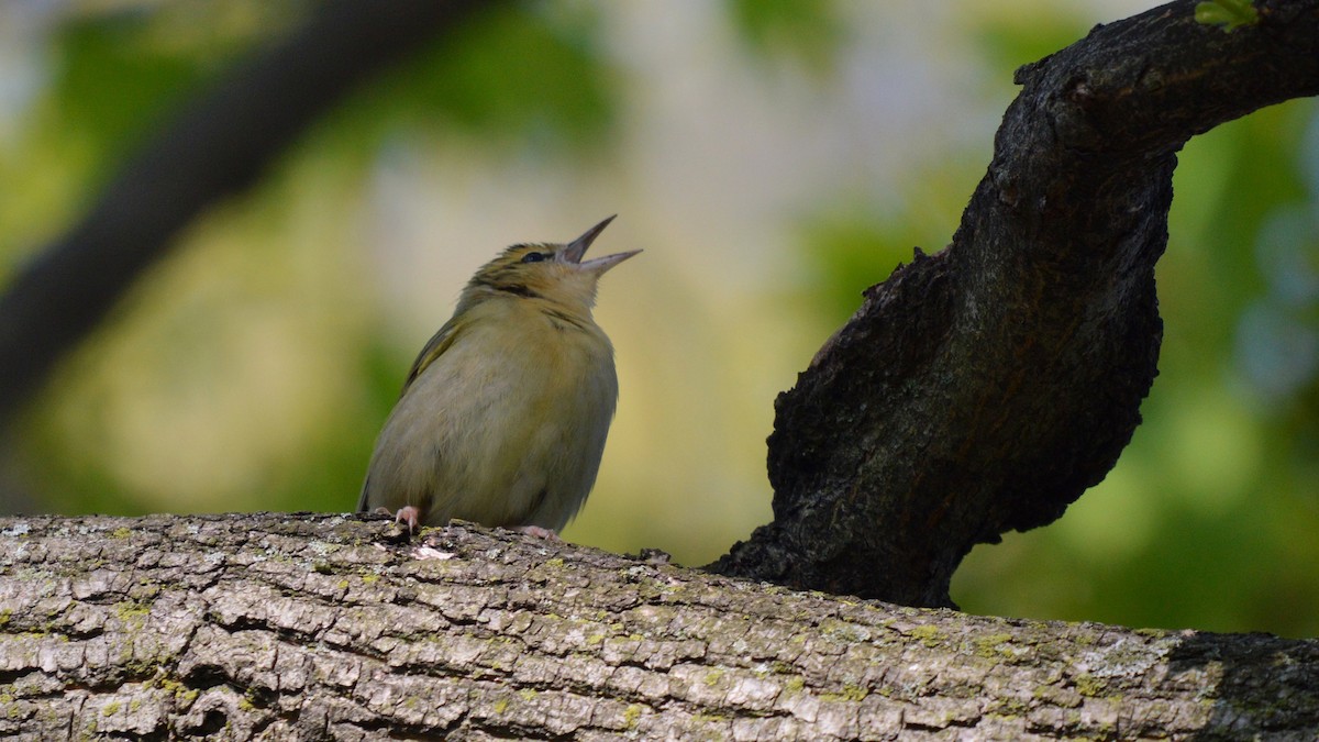 Worm-eating Warbler - ML99313521