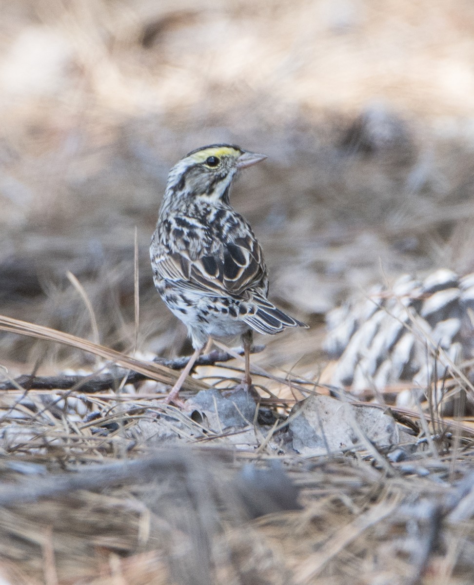 Savannah Sparrow - ML99313721