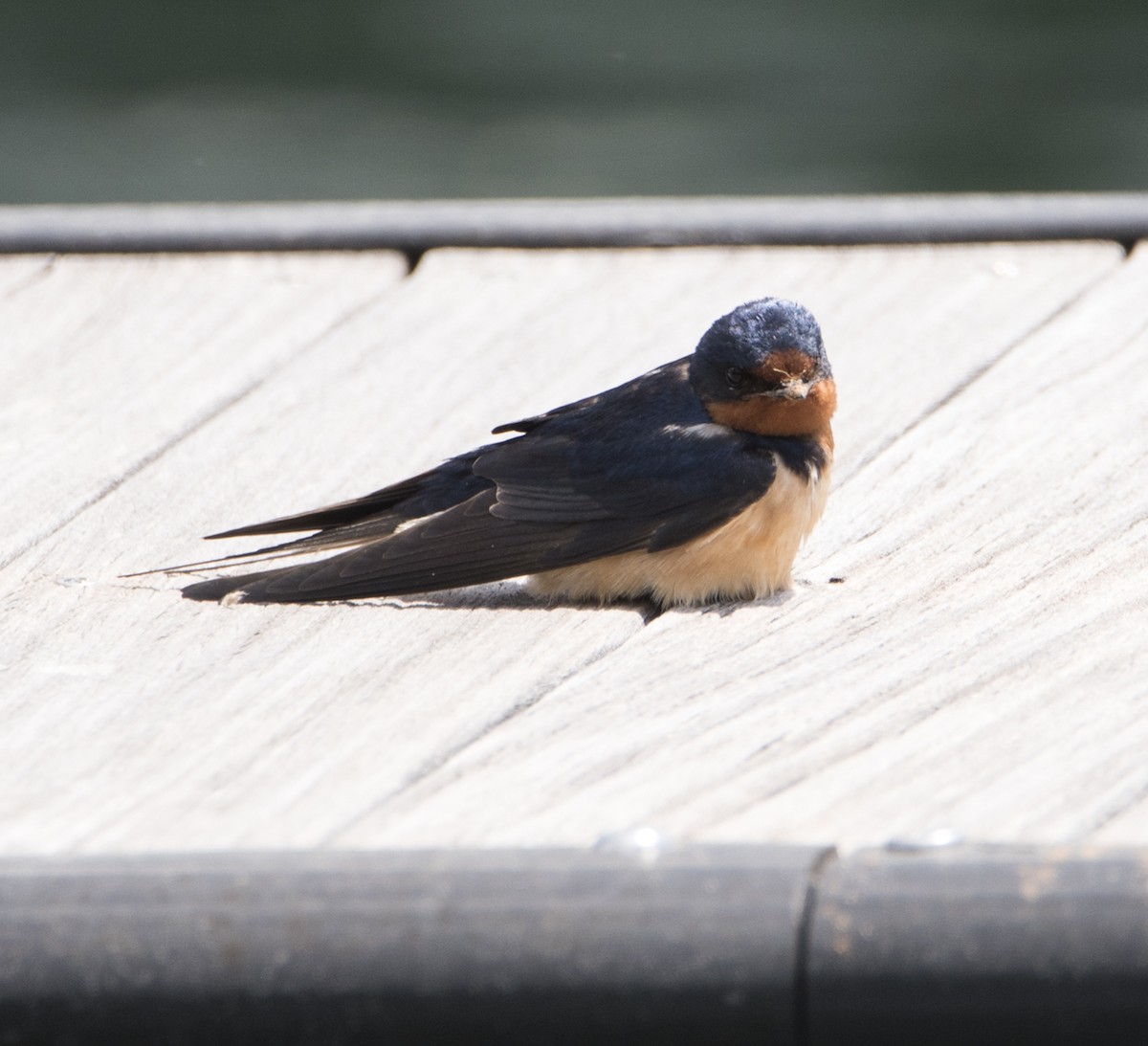 Barn Swallow - Dale Wilde