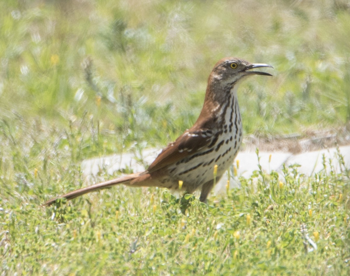 Brown Thrasher - ML99314001