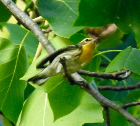 Blackburnian Warbler - ML99314151