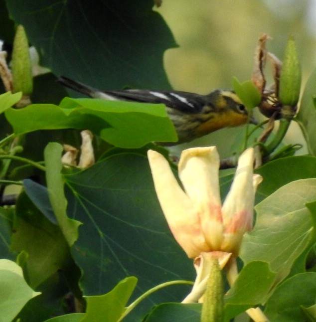 Blackburnian Warbler - ML99314251