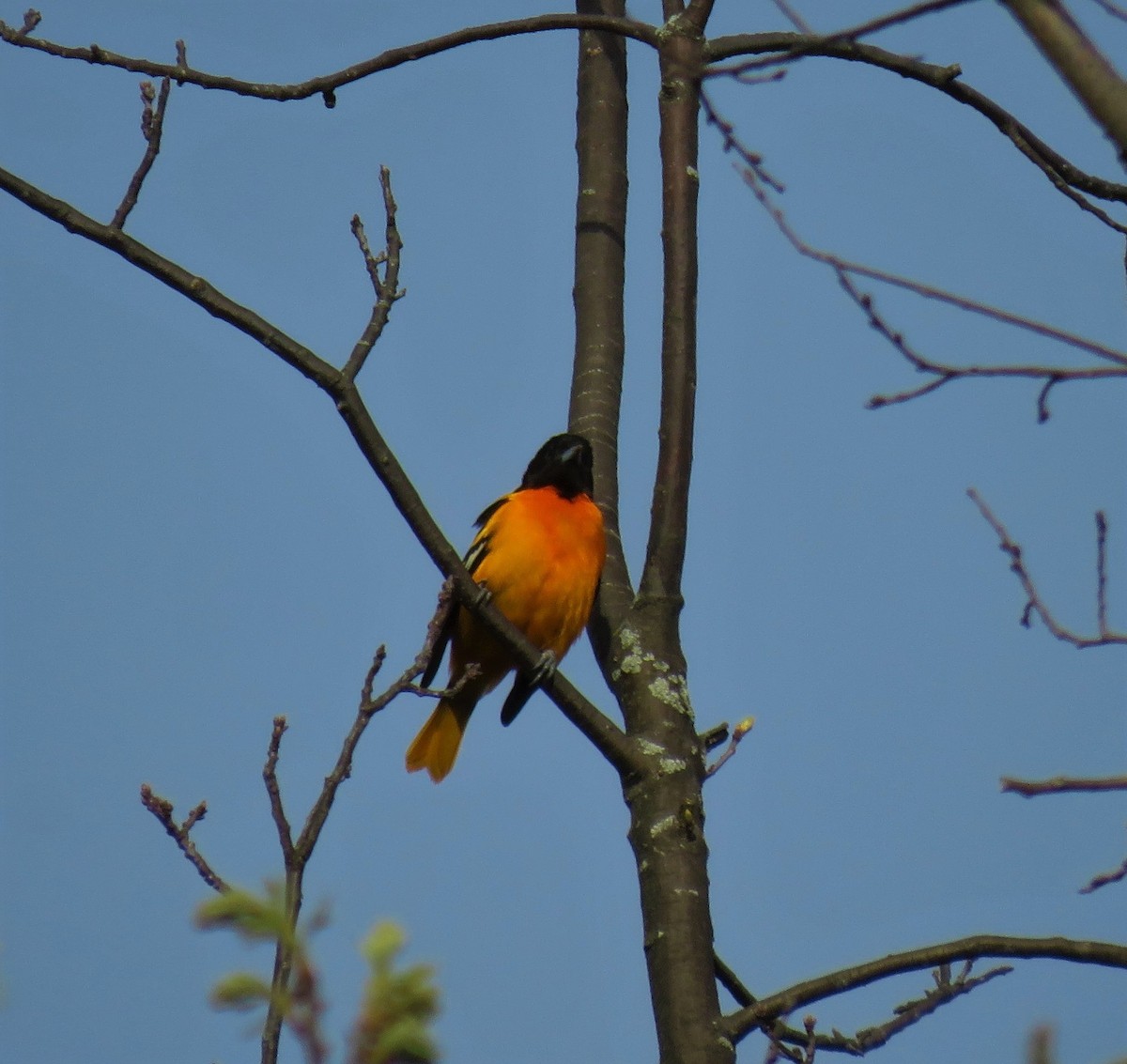 Baltimore Oriole - ML99315301