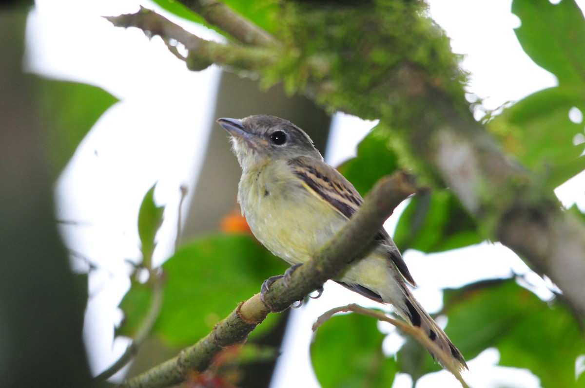 White-winged Becard - ML99316491