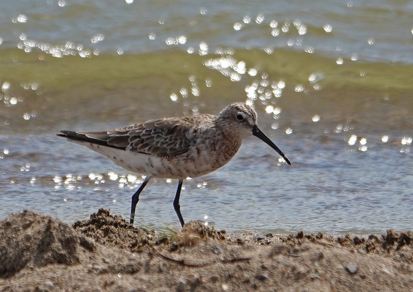 Curlew Sandpiper - ML99317431