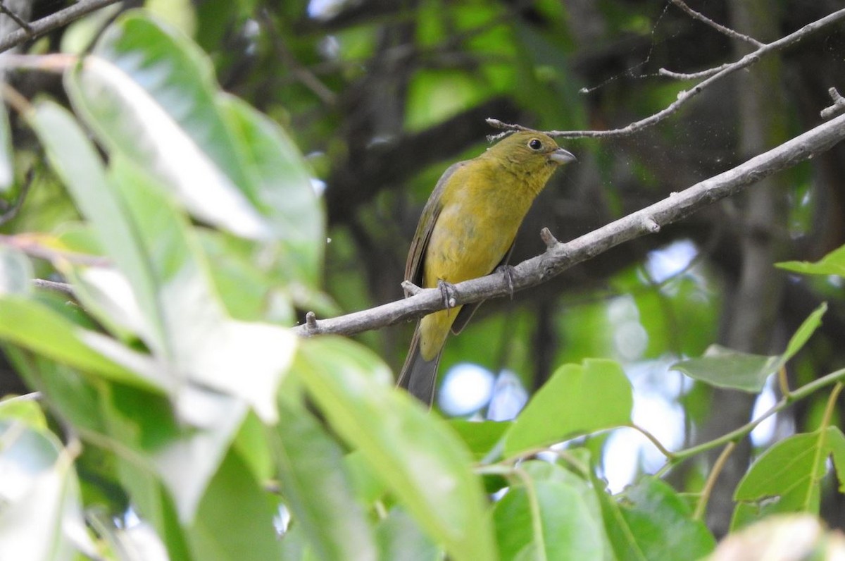 Painted Bunting - Milton Hobbs