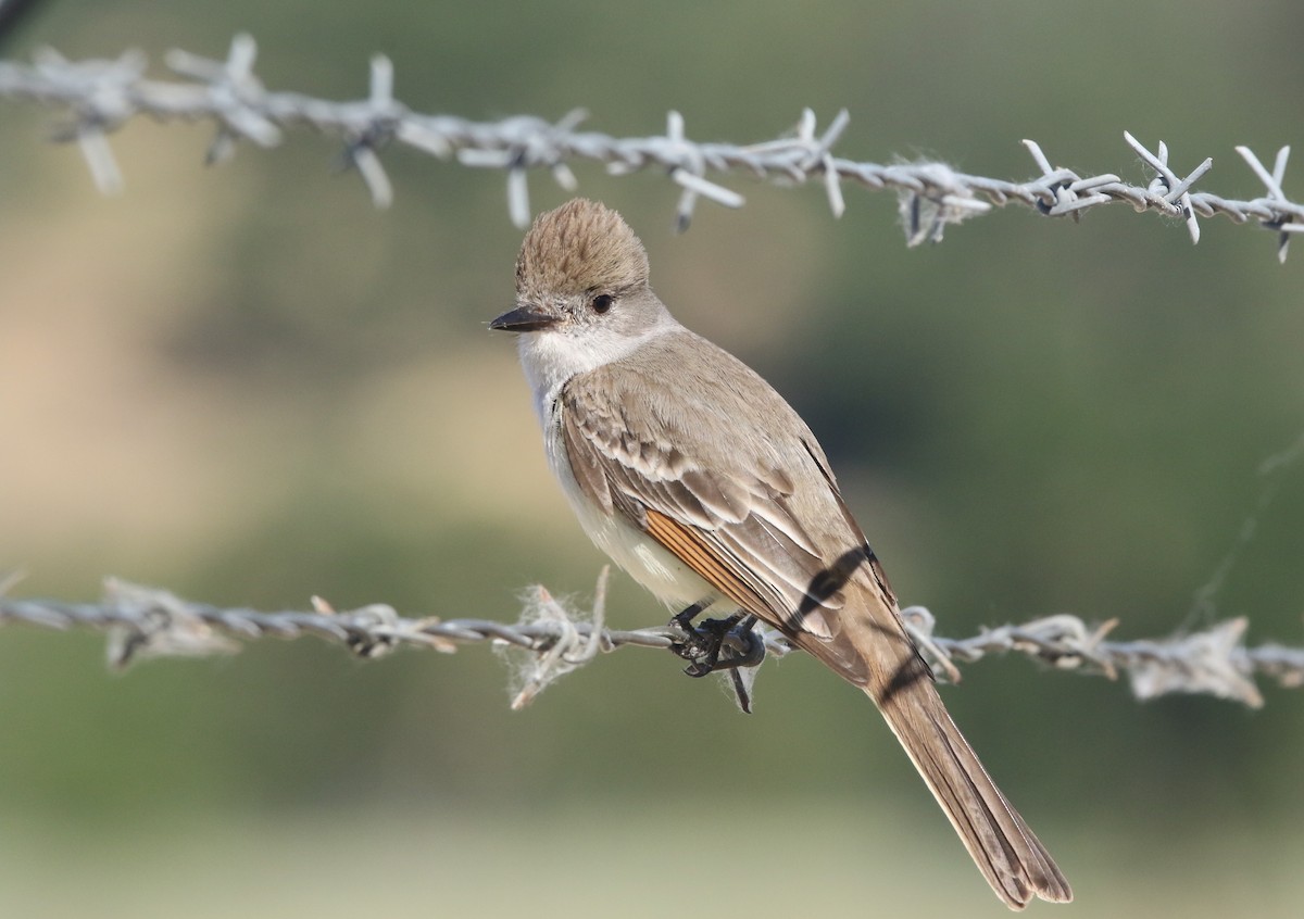 Ash-throated Flycatcher - Pair of Wing-Nuts