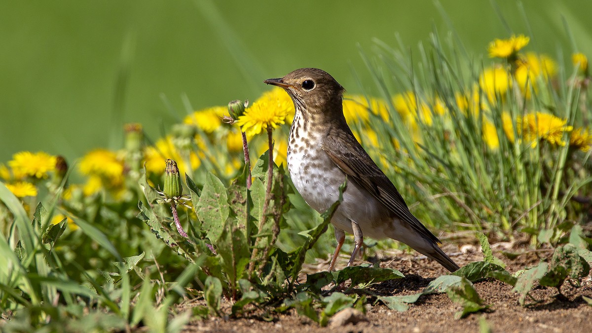 Swainson's Thrush - Craig  Wolman