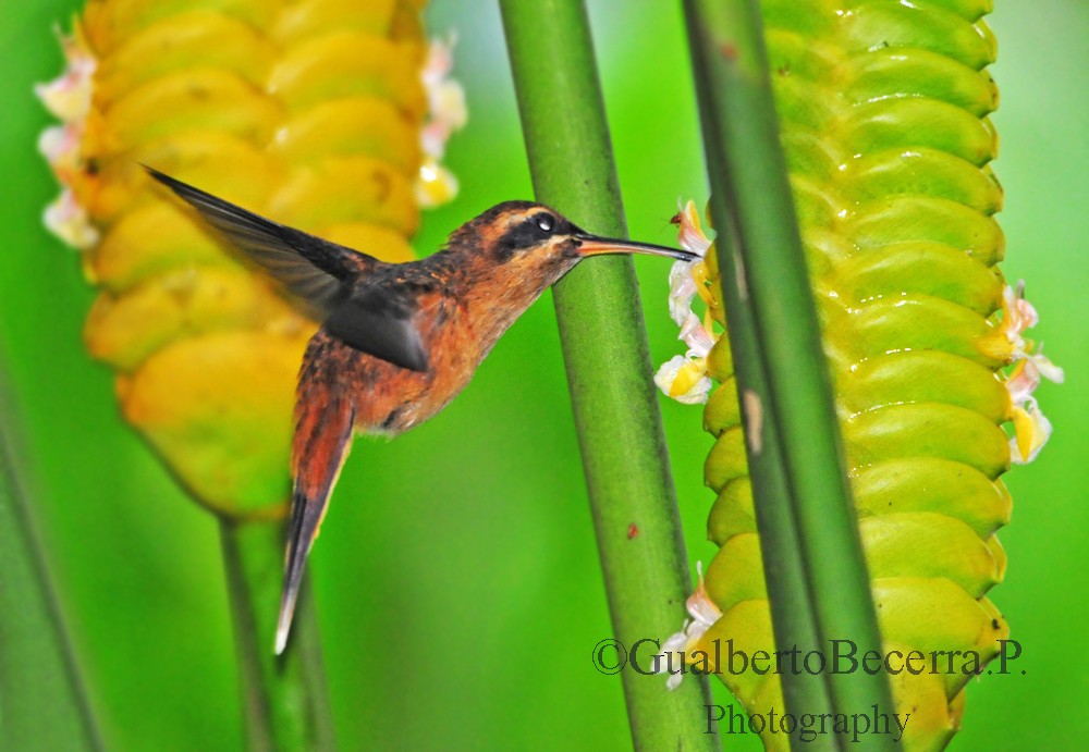 Stripe-throated Hermit - ML99319871