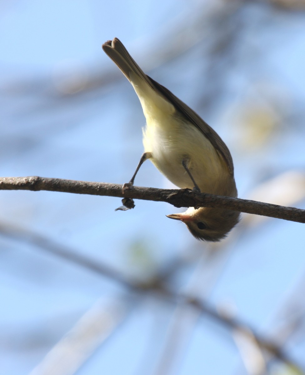 Ötücü Vireo - ML99324891