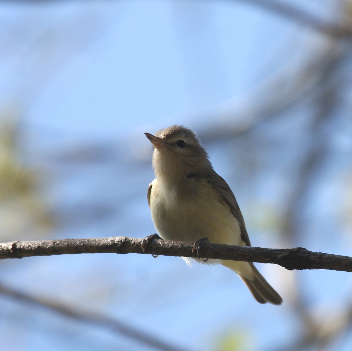 Warbling Vireo - ML99324951