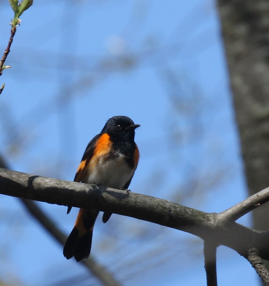 American Redstart - ML99325351