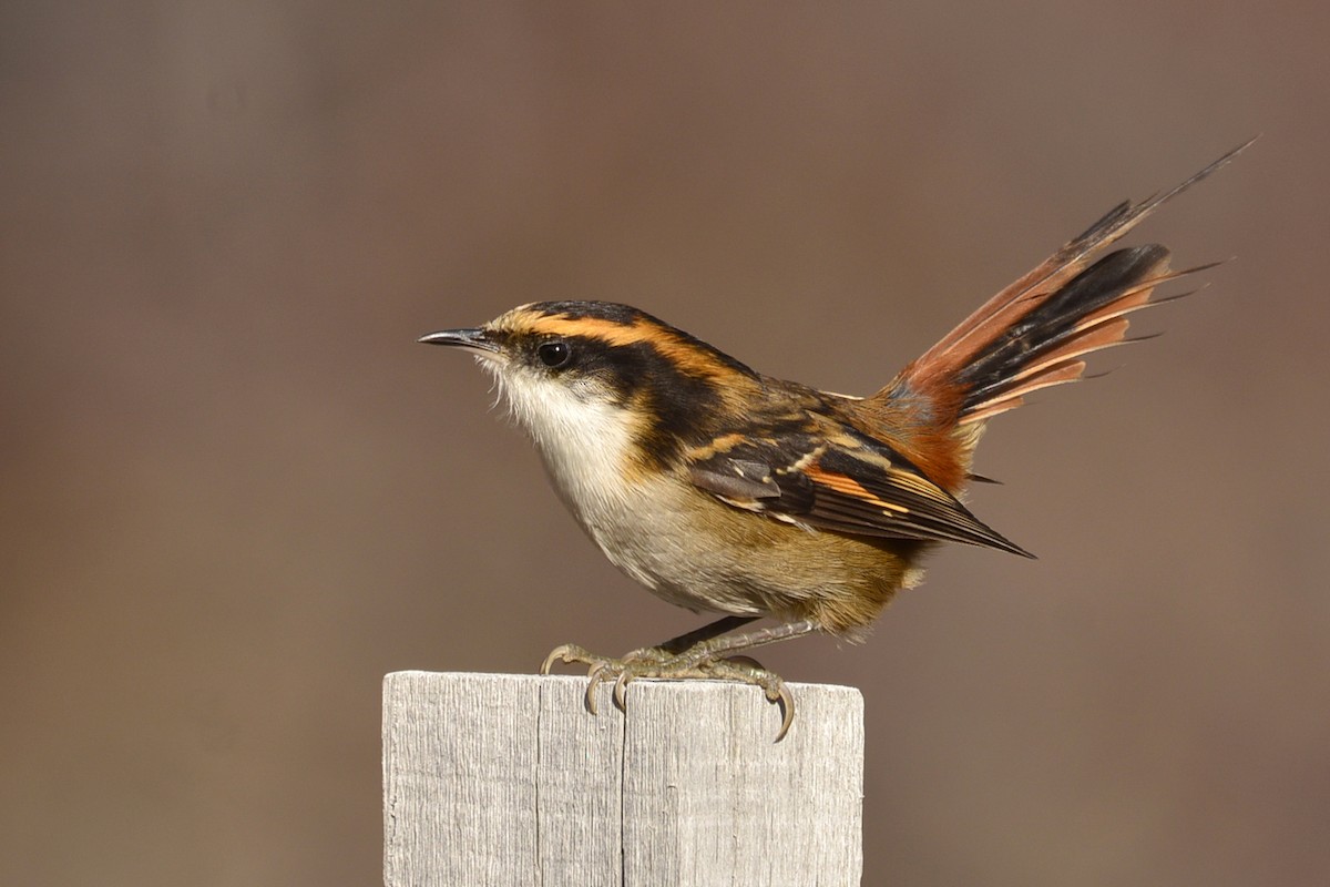 Thorn-tailed Rayadito - ML99326591