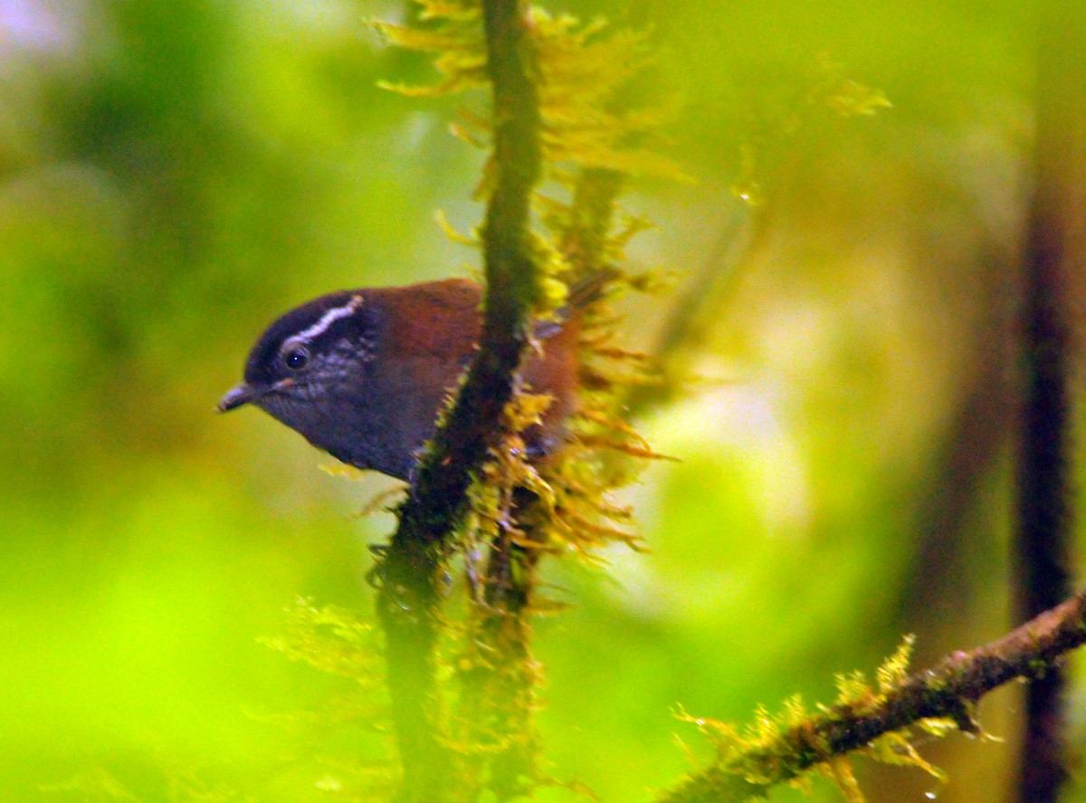 Gray-breasted Wood-Wren - Gualberto Becerra