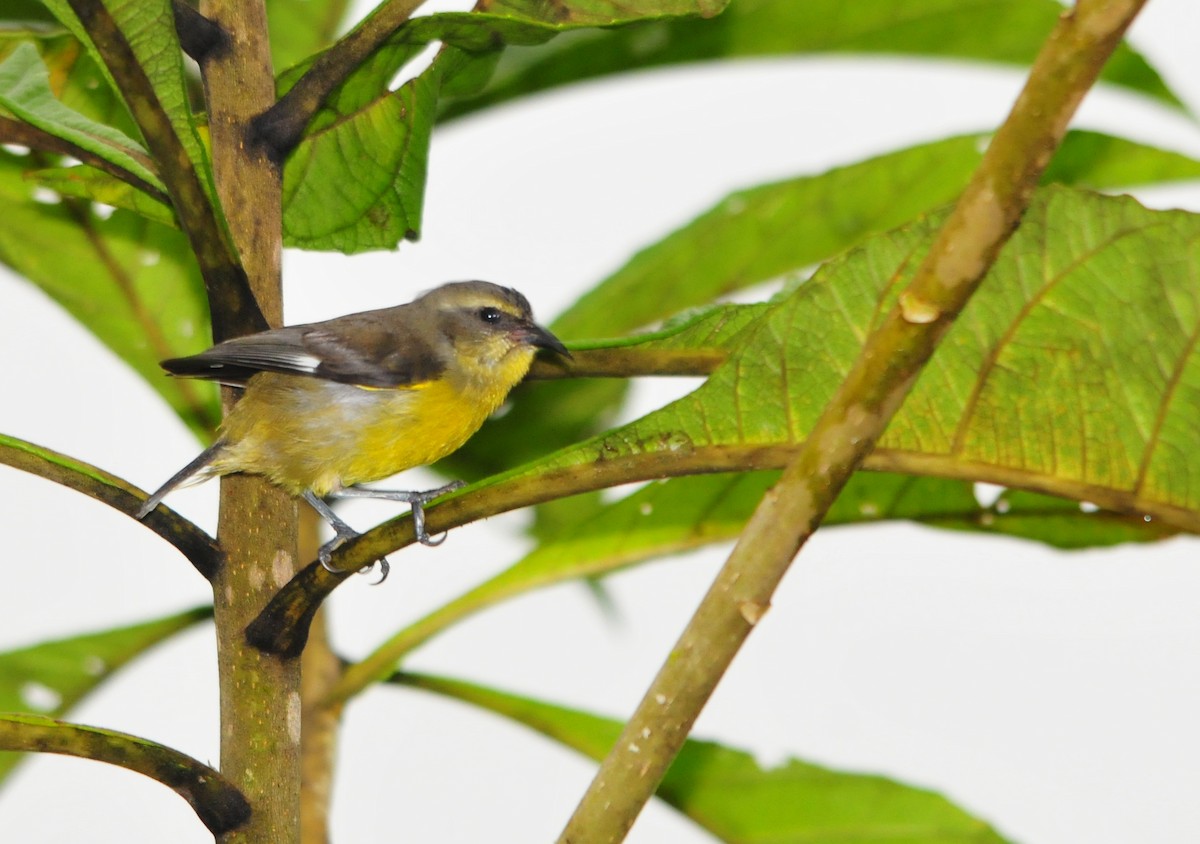 Bananaquit - ML99326841