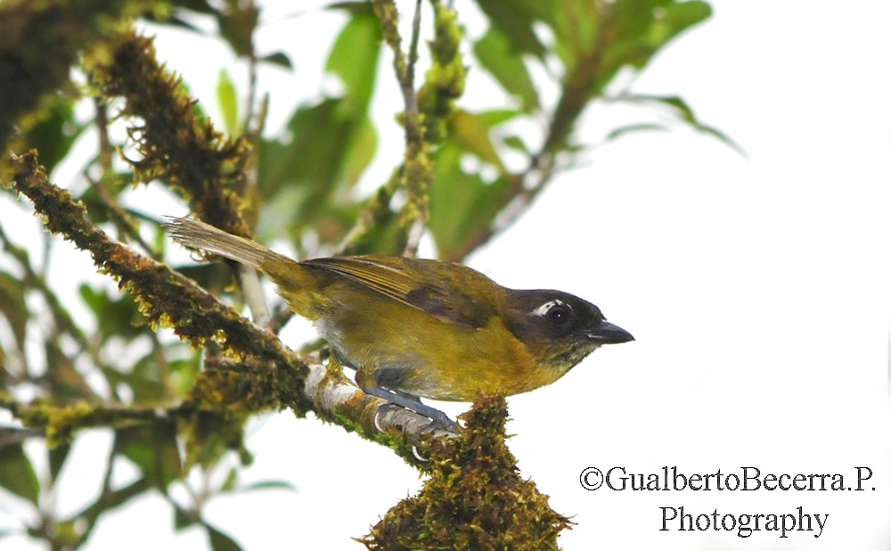 Common Chlorospingus - ML99327381