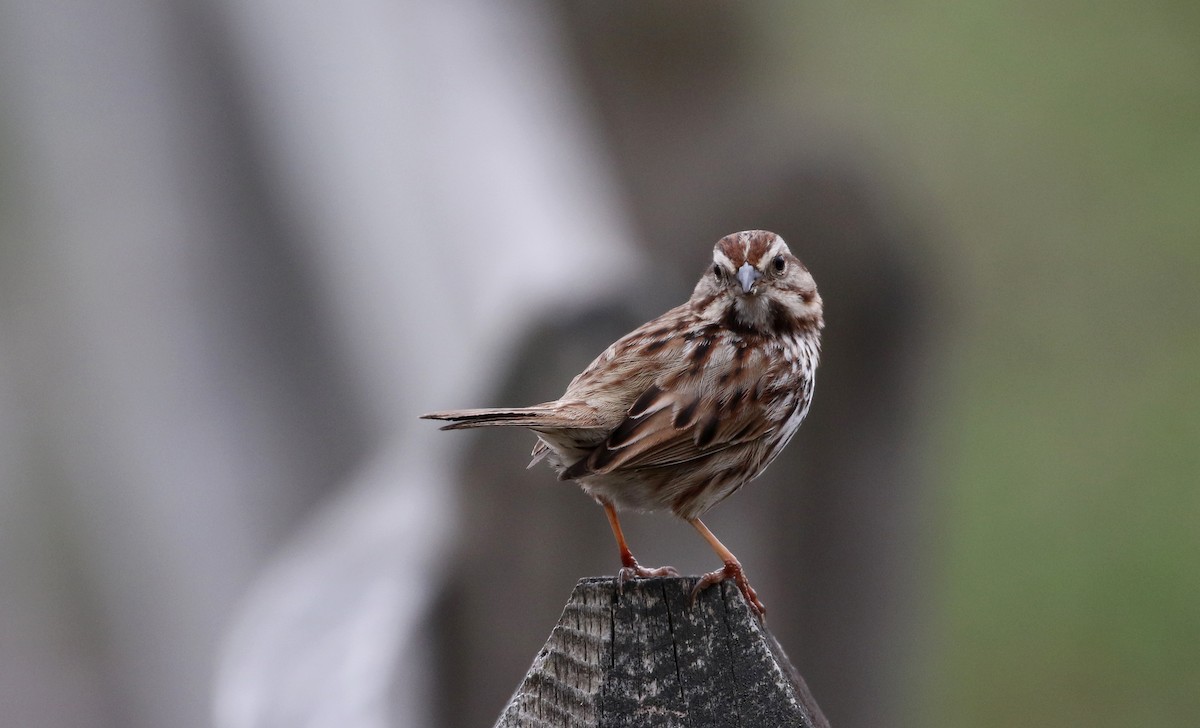 Song Sparrow (melodia/atlantica) - ML99328221