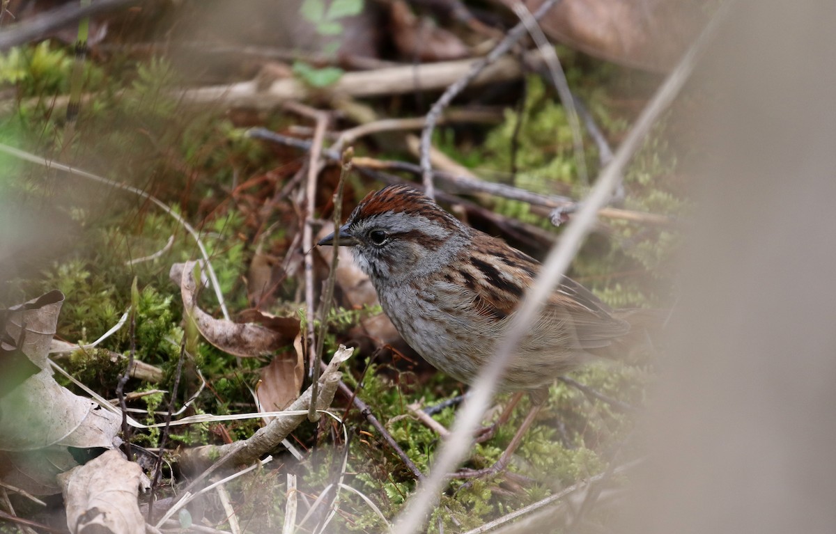 Swamp Sparrow - Jay McGowan